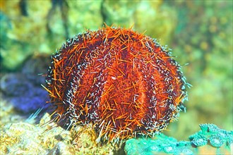 Collector sea urchin