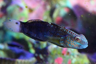 Brown stripe goby