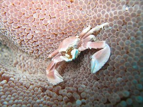 Porcelain crab on club anemone