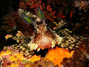 Pacific lionfish
