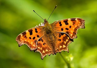 C butterfly