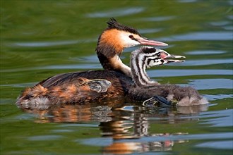 Great Crested Grebe with chick