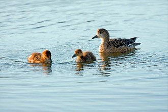 Green-winged teal with ducklings