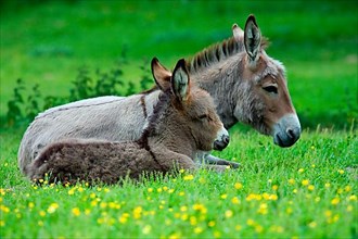 Domestic donkey with foal