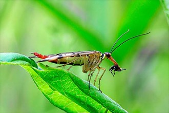 Scorpion fly