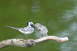 Pied Wagtail with Young Bird