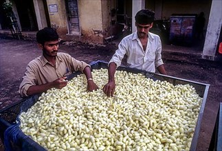 Quality of Silk Cocoons being assessed in the Government Cocoon Market at Ramanagaram