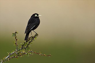 Adult male spectacled tyrant