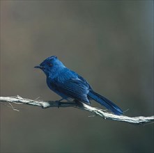 Elminia nigromitrata