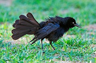 Greater greater antillean grackle