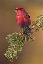 Pine grosbeak