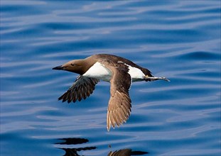 Common guillemot