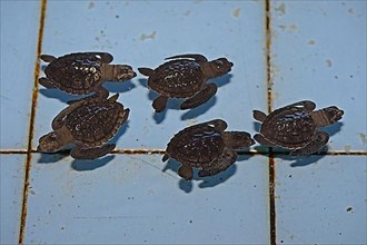 Approx. 1-month-old olive ridley sea turtles