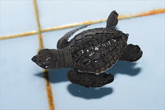 Approx. 1-month-old olive ridley sea turtle