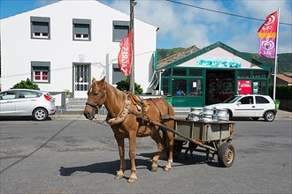 Horse pulling milk cans