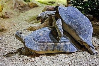 Two mating wide-shelled tortoises
