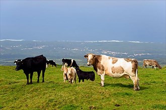 Cows near Pico Mountain