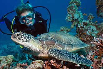 Scuba diver and Hawksbill turtle