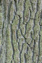 Bark of English oak