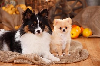 Mixed breed dog with puppy