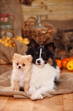 Mixed breed dog with puppy