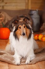 American Collie