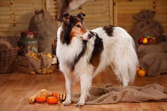 American Collie