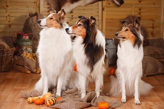 American Collies
