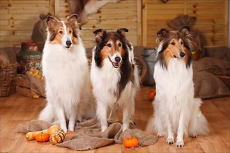 American Collies