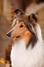 American Collie