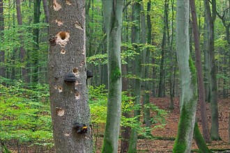 Woodpecker holes in the tree trunk with fungal disease in the beech forest in autumn