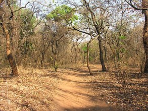 Path through dry deciduous forest in Malawi