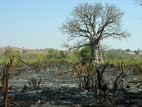 Burnt field and baobab tree