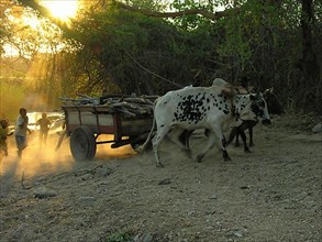 Ox cart in Malawi