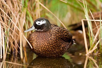 Laysan duck