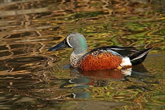 Australian Shoveler