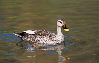 Indian Spotted Duck