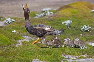Falkland steamer ducks