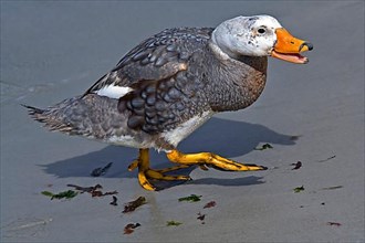 Falkland Flightless falkland steamer duck