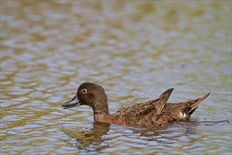Brown Teal