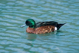 Chestnut-breasted teals