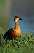 Wandering Whistling Goose