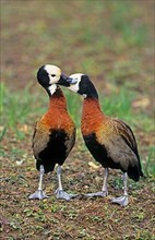 Widow Whistling Duck