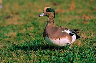 North American Wigeon