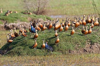 Flock of lesser whistling duck