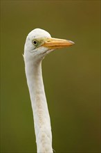 Adult great egret
