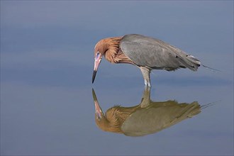 Reddish egret