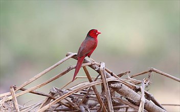 Crimson crimson finch