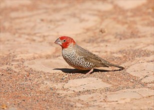Red-headed finches