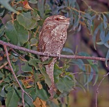 Papuan frogmouth